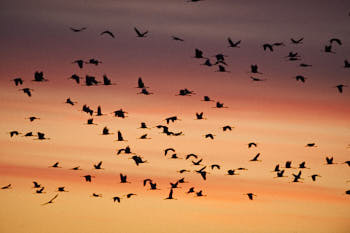 Grues cendrÈes<br>NIKON D700, 500 mm, 3200 ISO,  1/500 sec,  f : 5 